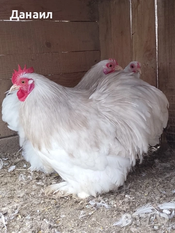 Кохин бантам, снимка 2 - други­ - 53381079