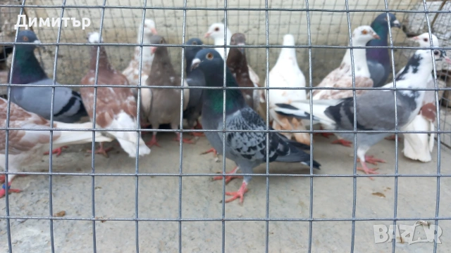 Продавам гълъби Пощенски  , снимка 3 - Гълъби - 53144100