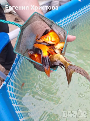 Продавам Езерни златни рибки, снимка 4 - Рибки - 50131784