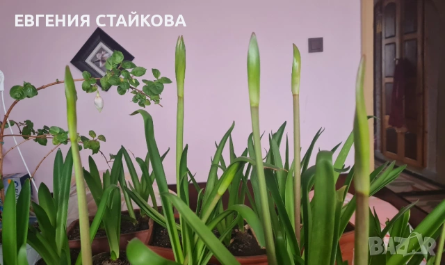 🌺 Цъфтящи амарилиси (хипеаструми) – готови да разкрасят дома ти! 🌺 Безплатна доставка над 6 бр., снимка 3 - Стайни растения - 36481425