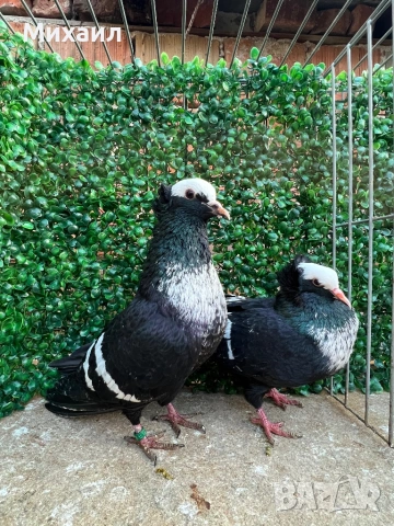 Саксонски Леден, Звезни, Стандарт пощи, снимка 6 - Гълъби - 53406636