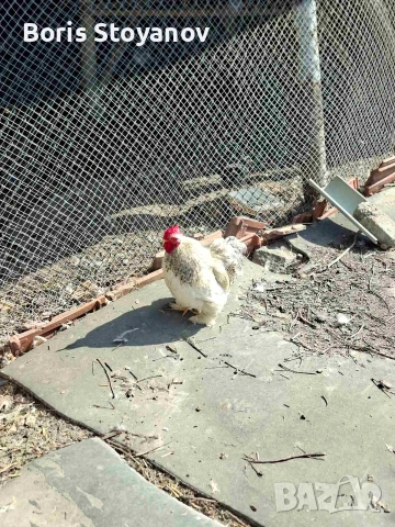 3 чифта мини кохин, снимка 5 - други­ - 54173590