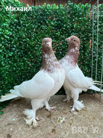 Сатинети, Унгарци, снимка 10 - Гълъби - 53406751