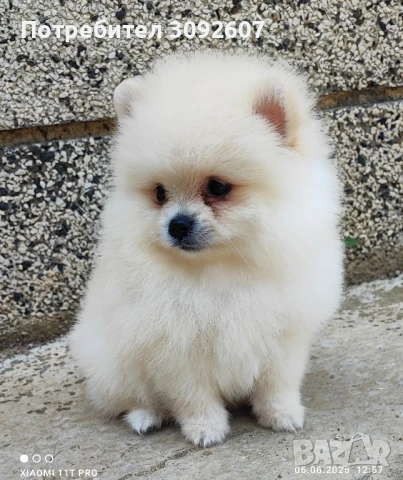 Померан момче, снимка 1