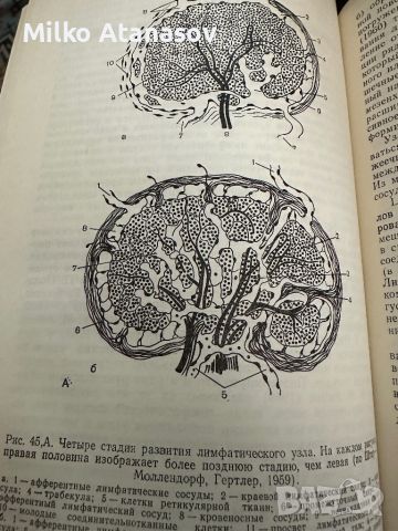Лимфатичен възел -М.Сапин, снимка 7 - Специализирана литература - 45315485