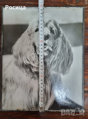 Фотокартина "Я удивлен", снимка 3 - Картини - 54029717