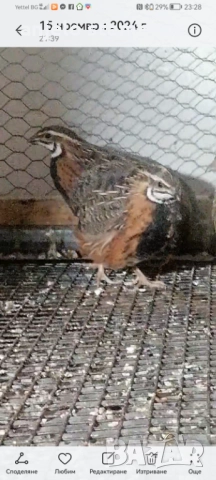 Арлекин пъдпъдък, снимка 8 - други­ - 52924120