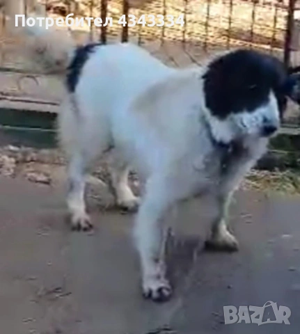 Българско овчарско куче БОК, снимка 4 - Други - 53609882