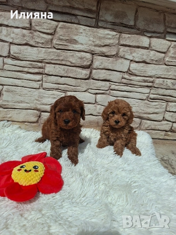 Момиченца пудел той , снимка 4 - Пудели - 54180103