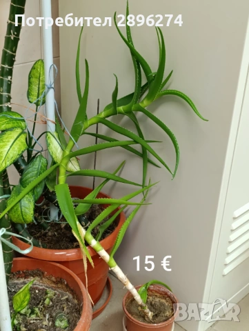  Дифенбахия, Сентполия, Алое вера, снимка 15 - Стайни растения - 46264327