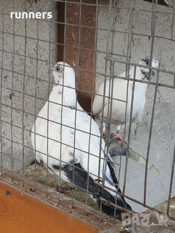 Гълъби , снимка 6 - Гълъби - 52439618