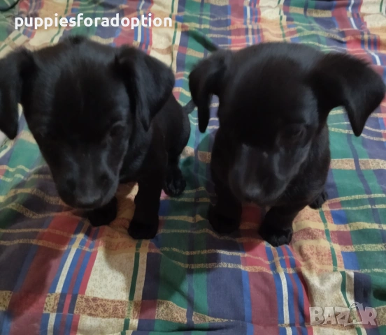 Подарявам кученца, разновидност на патърдейл (chatterdale), снимка 10 - Други - 53838730