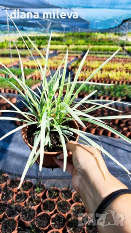 Лириопе Мускари, Liriope muscari 'Variegata', снимка 10 - Градински цветя и растения - 51899094