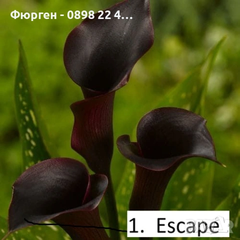 Луковици на Кала - Цена за 1 бр.: 2,20 € / 4,30 лв., снимка 5 - Разсади - 53145368