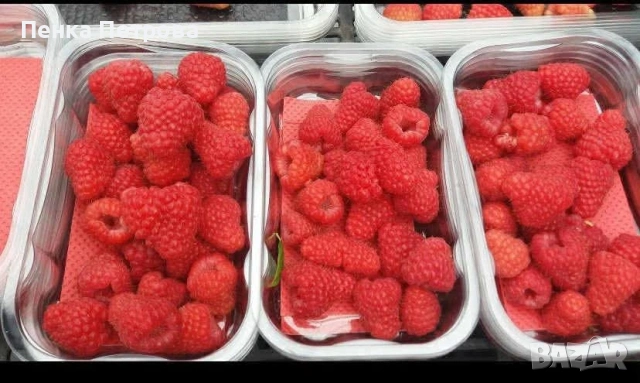 градински разсад, снимка 2 - Градински цветя и растения - 53715877