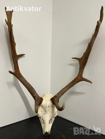 Трофей от лопатар, снимка 3 - Други - 54240966