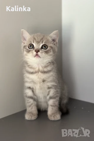 Британско късокосместо таби, снимка 10 - Британска късокосместа - 50895217