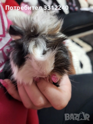 Морски свинчета, снимка 5 - Морски свинчета - 53930904