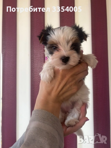 Йорки бивър