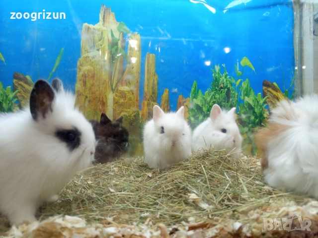 Декоративни зайчета бели на петна, снимка 2 - Декоративни зайчета - 52770932