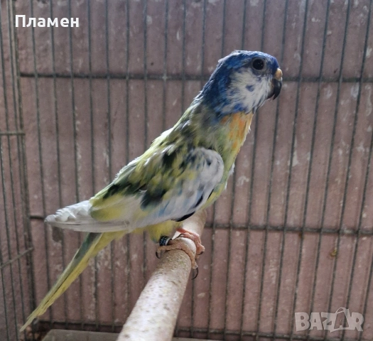 Неофеми Сплендида , снимка 2 - Папагали - 54216654