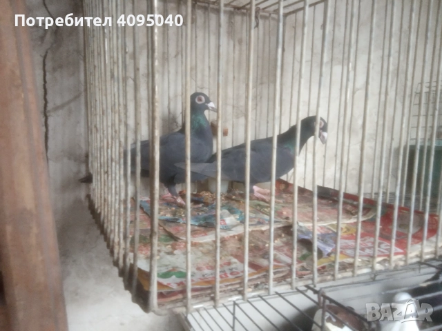 Продавам гълъби, снимка 6 - Гълъби - 51379486