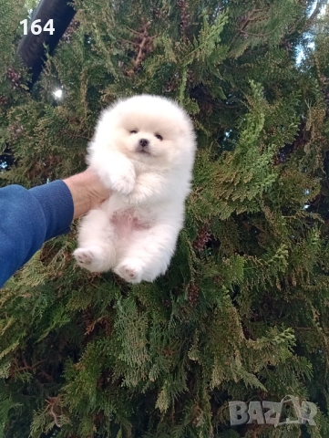 Померани. Реални снимки! Момче и момиче., снимка 6 - Померан - 54122878