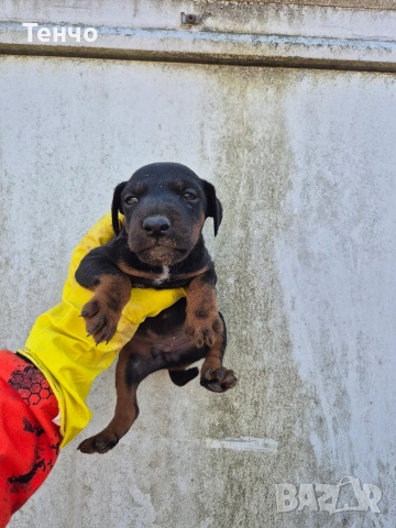 Ягдтериери, снимка 4 - Ягдтериер - 54191109