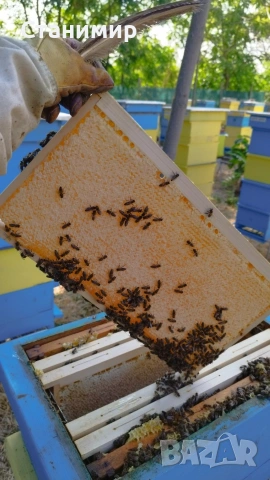 Пчелни отводки ( Малки Пчелни Семейства ) ЛР, снимка 4 - За пчели - 53372740