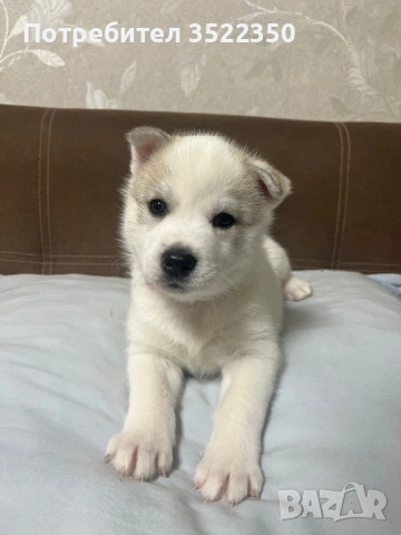 Бебета порода сибирско хъски –  за резервации , снимка 7 - Хъски - 53287534