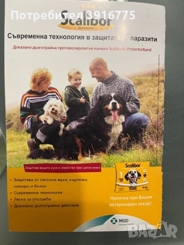 Померан 4-месеца, снимка 11 - Померан - 53490971