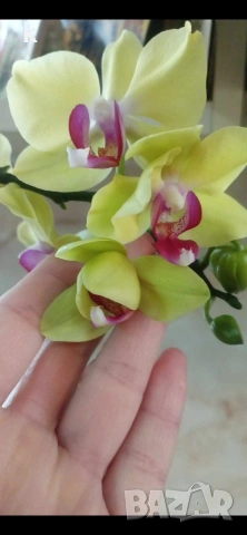 Фаленопсиси в самополивни саксии , снимка 2 - Стайни растения - 53896200