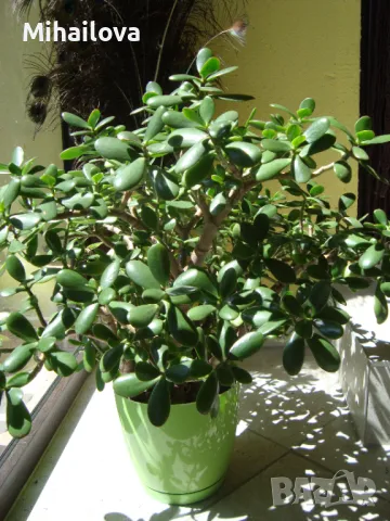 Подарявам Дървото на живота / Красула/- запазено, снимка 1