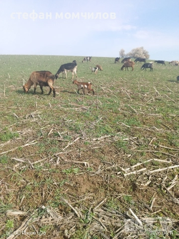 продавам , снимка 5 - Кози - 54162161