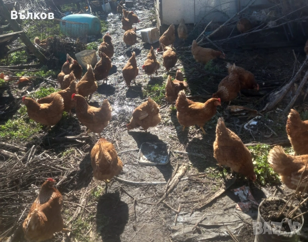 кокошки носачки , снимка 3 - Кокошки и пуйки - 53480889