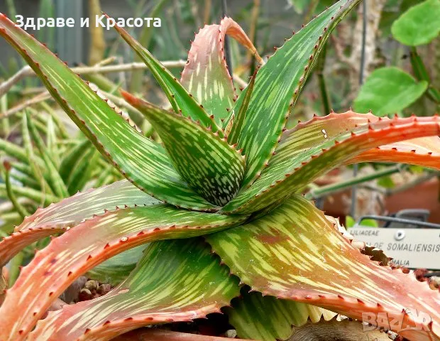 Алое Вера , подхранващ гел-балсам, 250мл. Без парабени., снимка 2 - Козметика за лице - 46790836