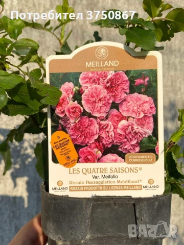 🌹 РОЗА 🌹 LES QUATRE SAISONS® Meifafio , снимка 7 - Градински цветя и растения - 51146132