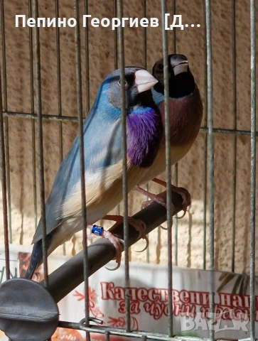 Гулдови Амадини, снимка 2 - Амадини - 53904009