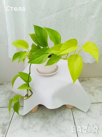 Шефлера, Бенджамин, Епипремнум, Хлорофитум и Бегония , снимка 4 - Стайни растения - 51788170