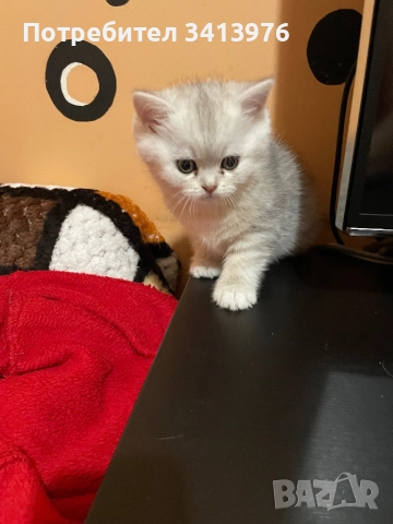 Сребърни принцеси, снимка 3 - Британска късокосместа - 52682306