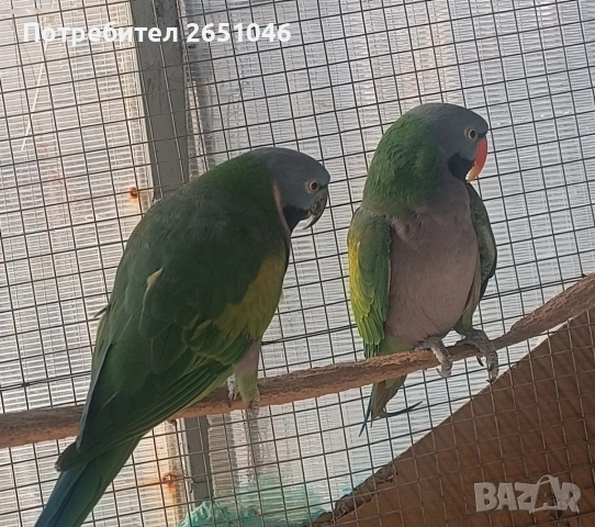 Китайски Александри, снимка 2 - Папагали - 53710489