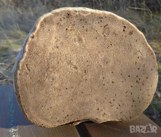 Голяма дървесна праханка подходяща за декорация, 20х15х11 см