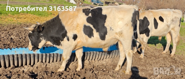 Телета 400-500кг, снимка 5 - Крави - 52809791