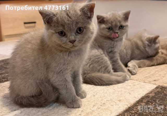 Британски Късокосмести котенца, снимка 4 - Британска късокосместа - 53928037