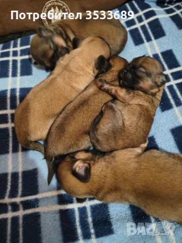 Продавам малки пекита, снимка 3 - Пекинез - 53537838