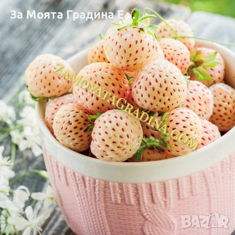 Ананасова Ягода - Бяла Ягода с вкус на Ананас , снимка 4 - Разсади - 53623978
