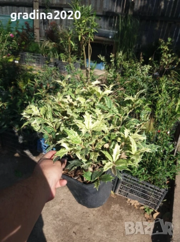 Османтус 'Goshiki', снимка 8 - Разсади - 53102822