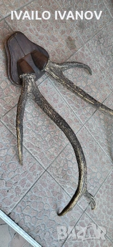 Рога големи от елен трофей  , снимка 4 - Колекции - 51047090