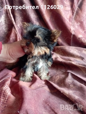 Мини йорки - момичета , снимка 9 - Йоркширски териер - 54235703
