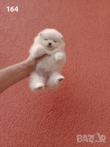 Бели Померани на различни възрасти.